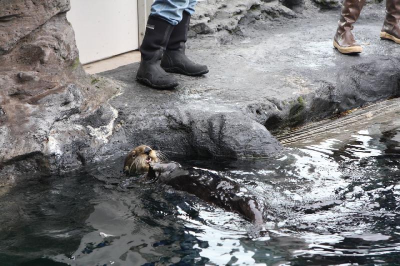 2012-06-16 11:43:43 ** Aquarium, Seattle ** Seeotter waren wegen Fellhandel schon fast ausgerottet, bevor sie 1911 unter Schutz gestellt wurden.