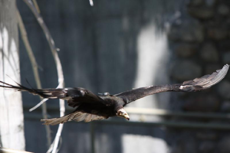 2011-07-15 13:10:34 ** Utah, Zoo ** 