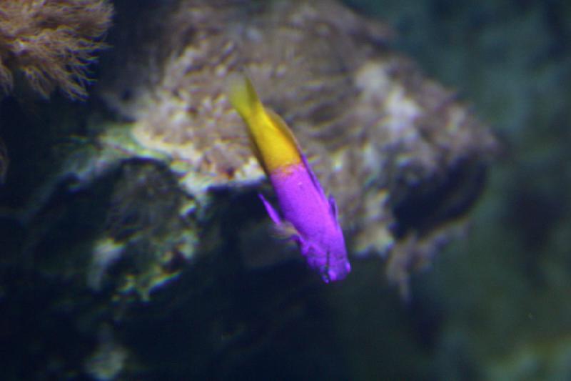 2006-11-29 12:36:22 ** Aquarium, Berlin, Deutschland, Zoo ** Kleiner farbenfroher Fisch. Leider zu schnell für meine Kamera, als das ich ein gutes Foto machen konnte.