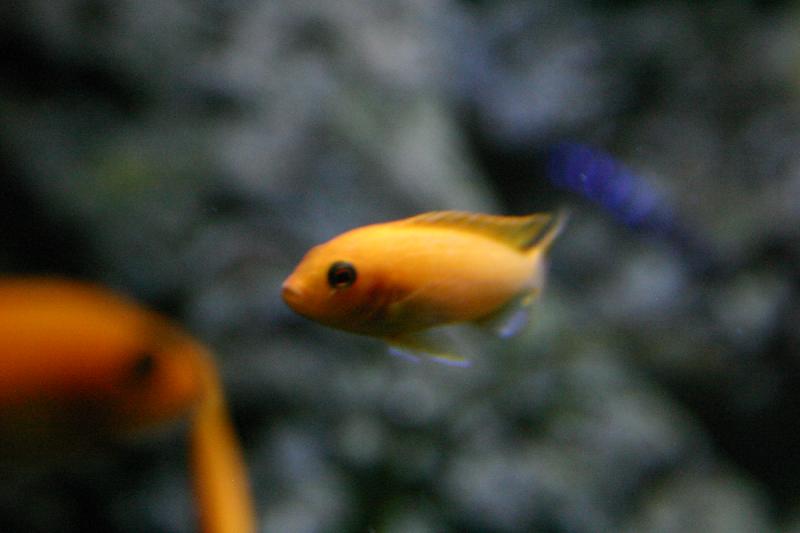 2005-08-25 15:42:16 ** Aquarium, Berlin, Germany, Zoo ** Orange fish.