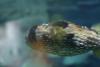 Porcupinefish.