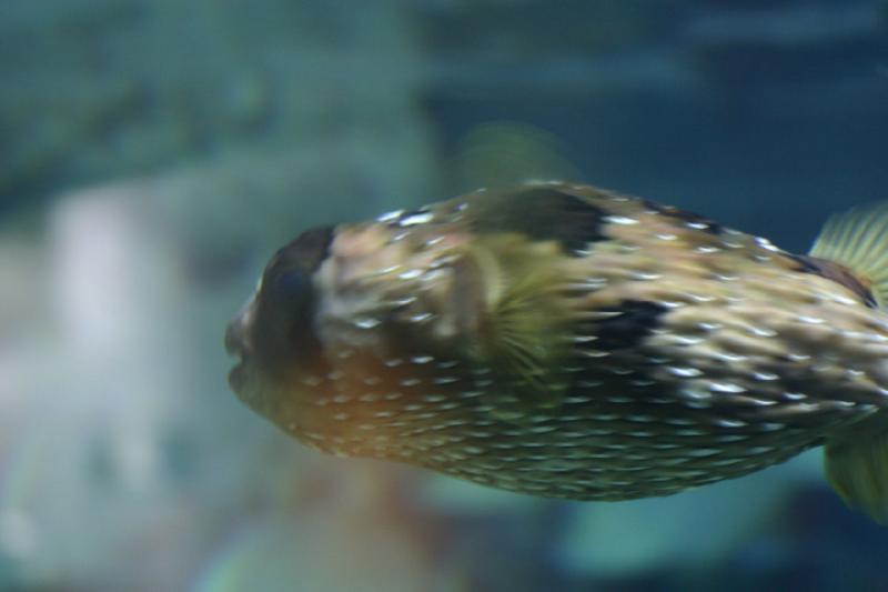 2007-10-13 12:27:48 ** Aquarium, California, Zoo ** Porcupinefish. 2007-10-13 12:27:48 ** Aquarium, California, Zoo ** Porcupinefish.