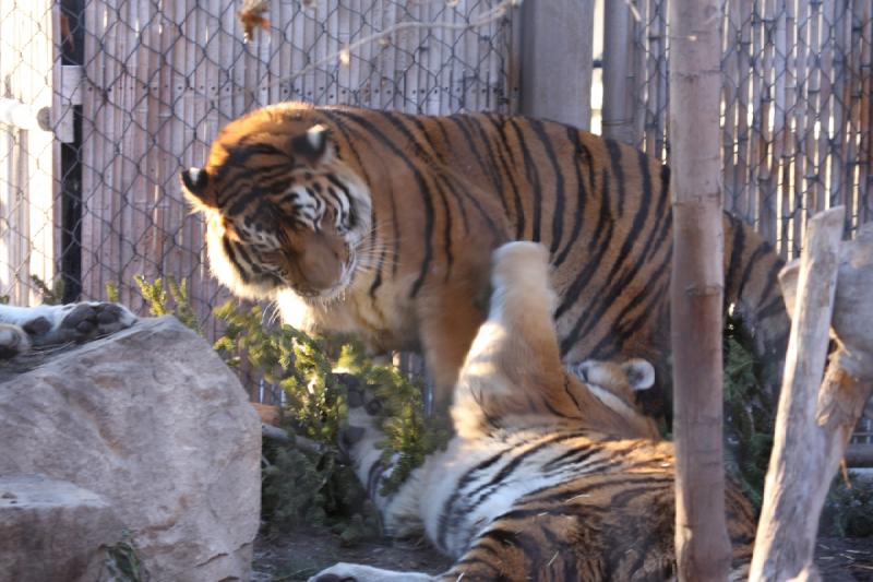 2011-01-23 16:43:19 ** Tiger, Utah, Zoo ** 