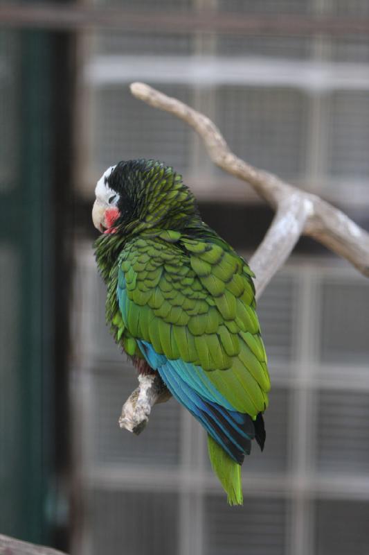 2010-04-13 17:31:11 ** Deutschland, Walsrode, Zoo ** 