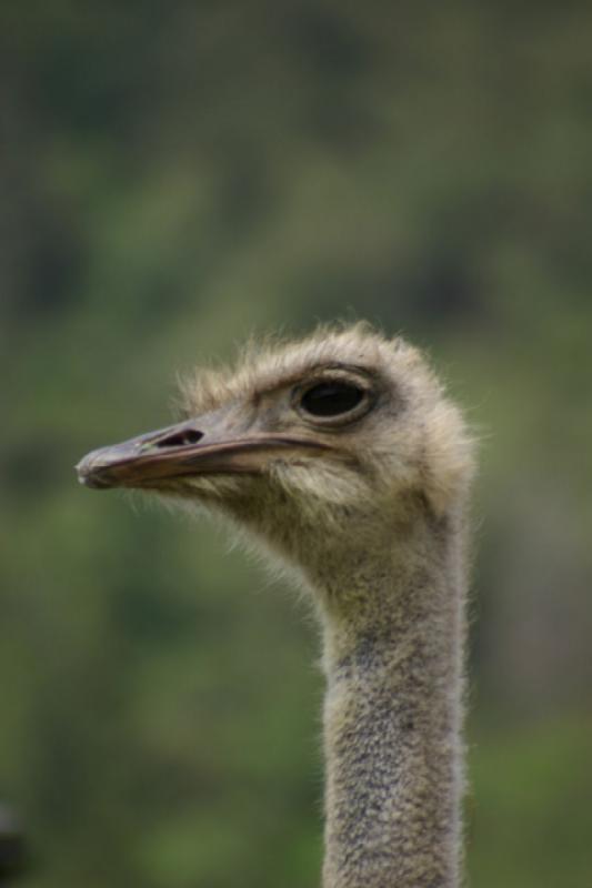 2005-05-07 14:13:52 ** Oregon, Roseburg, Zoo ** Ostrich.