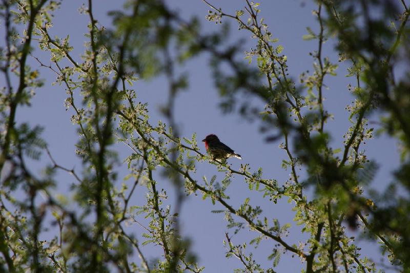 2007-04-15 16:46:04 ** Phoenix ** Der kleine Vogel hält für ein paar Fotos still.