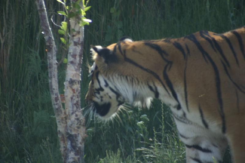 2007-06-18 10:20:04 ** Tiger, Utah, Zoo ** Sibirischer Tiger.