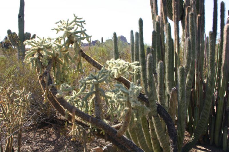 2007-10-27 14:25:22 ** Botanischer Garten, Kaktus, Phoenix ** Kakteen.