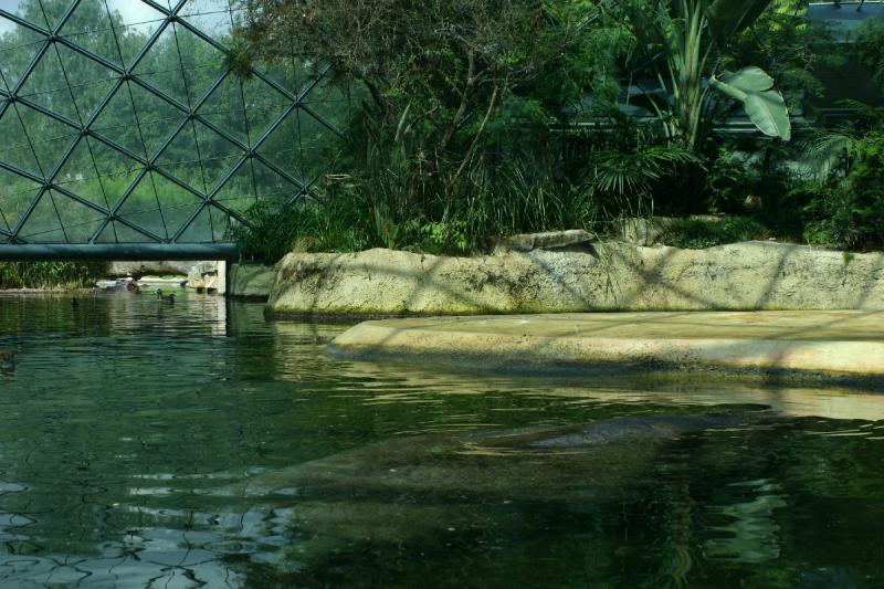 2005-08-24 14:33:03 ** Berlin, Deutschland, Zoo ** Nilpferd im Wasser.