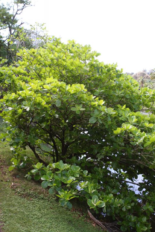 2011-11-27 10:58:17 ** Botanischer Garten, Hawaiʻi, Kauaʻi ** 