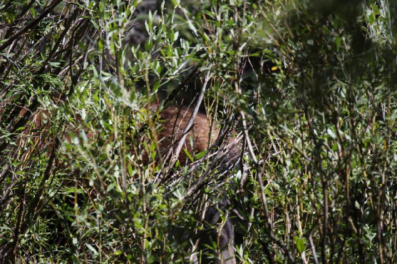 2010-08-21 10:55:08 ** Moose, Uinta Mountains ** 