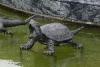 Diese Schildkröte ist Teil von einem der Brunnen am Schloß.