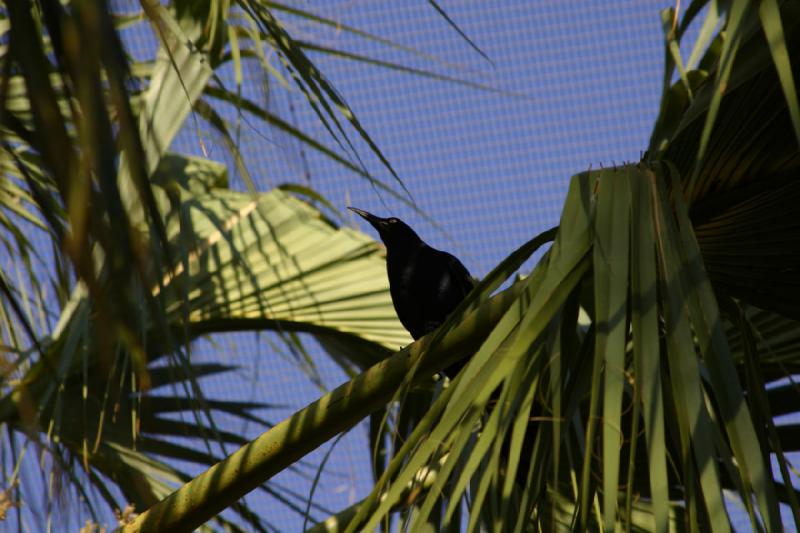 2006-06-17 18:30:02 ** Botanischer Garten, Tucson ** Vogel in einer Palme.