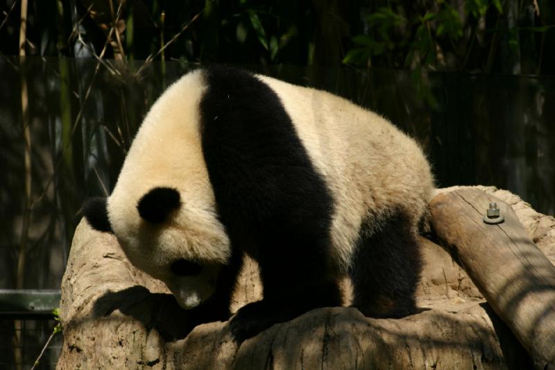 2008-03-20 11:41:28 ** San Diego, Zoo ** Panda.