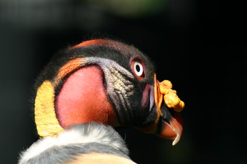 2005-08-24 16:10:37 ** Berlin, Deutschland, Königsgeier, Zoo ** Königsgeier.