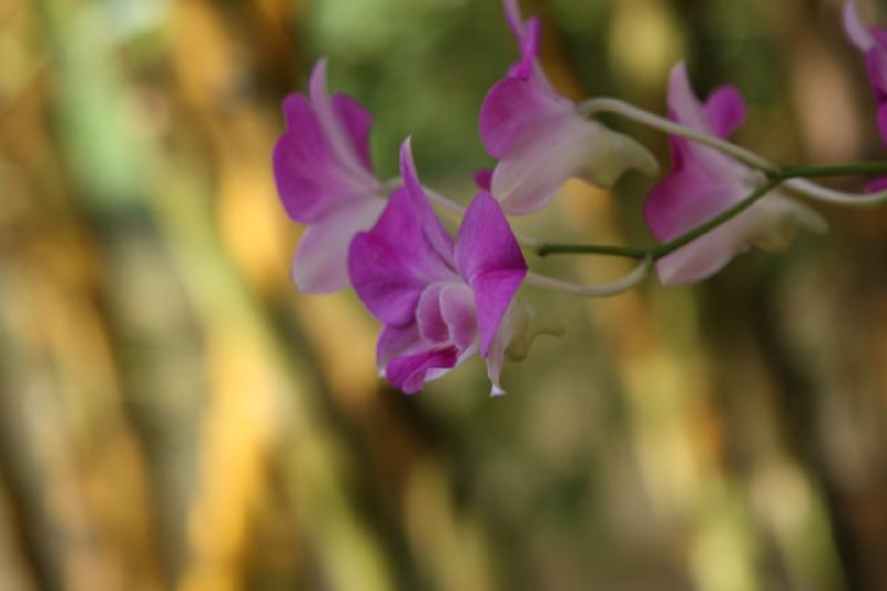 2011-11-27 10:57:21 ** Botanischer Garten, Hawaiʻi, Kauaʻi ** 