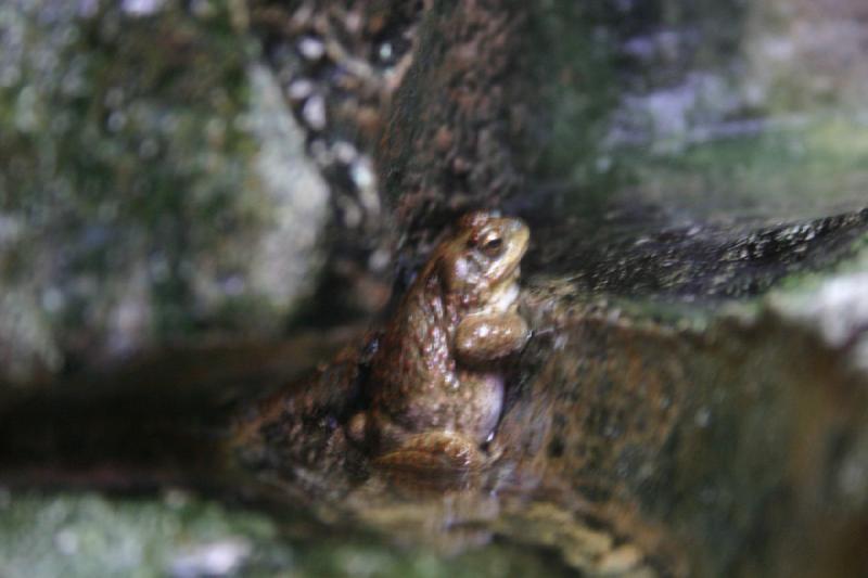 2007-12-15 12:43:36 ** Aquarium, Utah, Zoo ** Rotpunktkröte (Bufo punctatus).