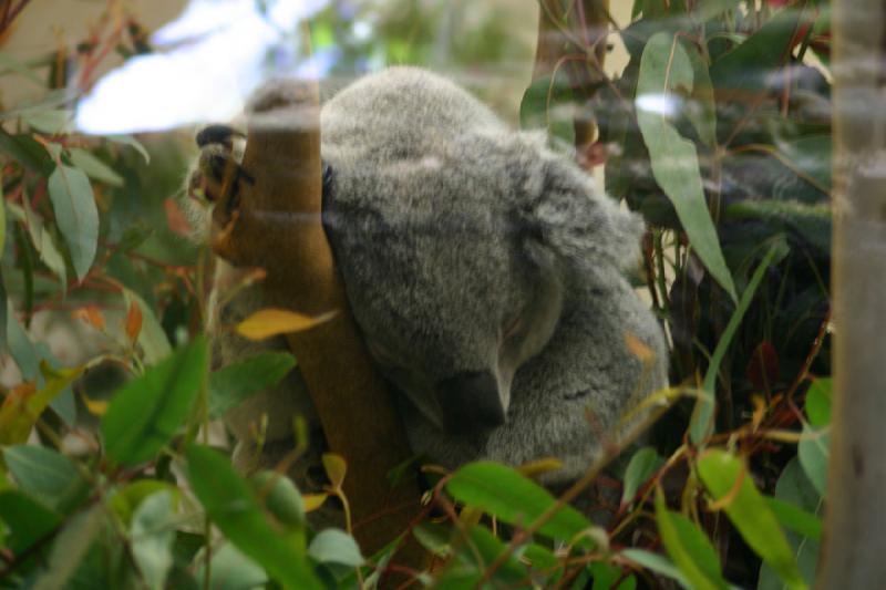 2008-03-20 11:04:22 ** San Diego, Zoo ** Schlafender Koala.