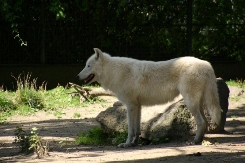 2005-08-24 14:47:11 ** Berlin, Germany, Zoo ** Arctic wolf.