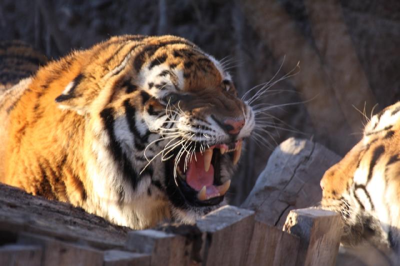 2011-01-23 16:41:51 ** Tiger, Utah, Zoo ** 