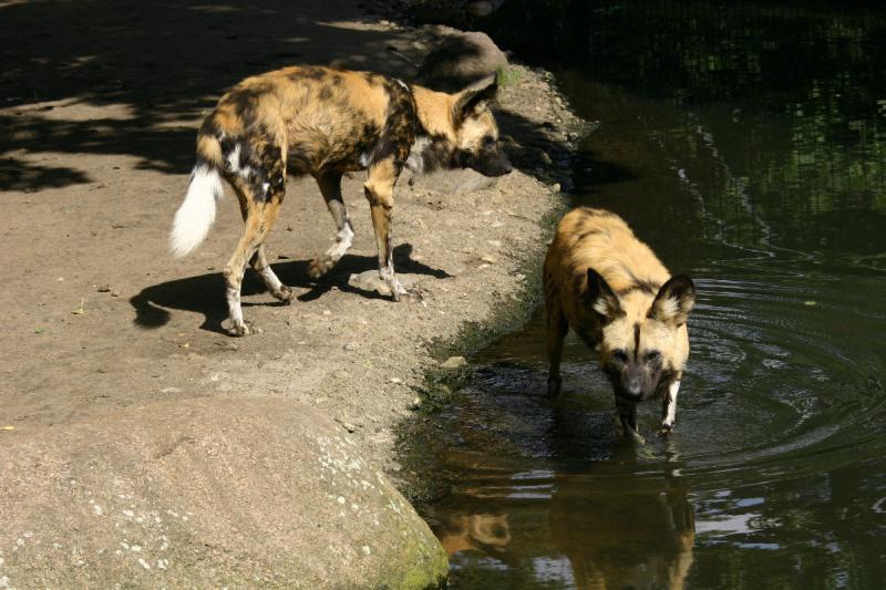 2005-08-24 14:52:14 ** Berlin, Deutschland, Zoo ** Afrikanischer Wildhund (Lycaon pictus).