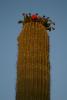 Saguaro im Sonnenuntergang.