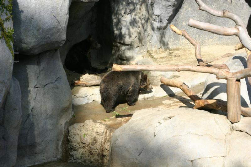 2008-03-20 10:22:02 ** San Diego, Zoo ** Diese beiden Grizzly-Bären-Brüder wachsen im San Diego Zoo auf.