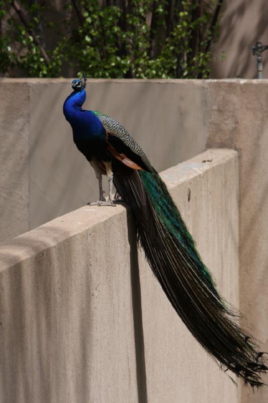 2011-05-07 11:56:42 ** Utah, Zoo ** 