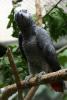 African Grey Parrot.