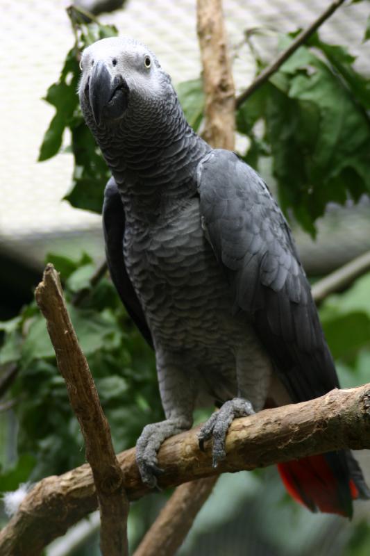 2005-08-24 13:52:57 ** Berlin, Germany, Zoo ** African Grey Parrot.