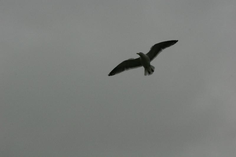 2006-01-28 15:18:42 ** Oregon, Seaside ** Seagull in Seaside, Oregon.