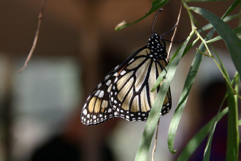 2007-10-27 13:31:46 ** Botanischer Garten, Phoenix ** Monarchfalter.