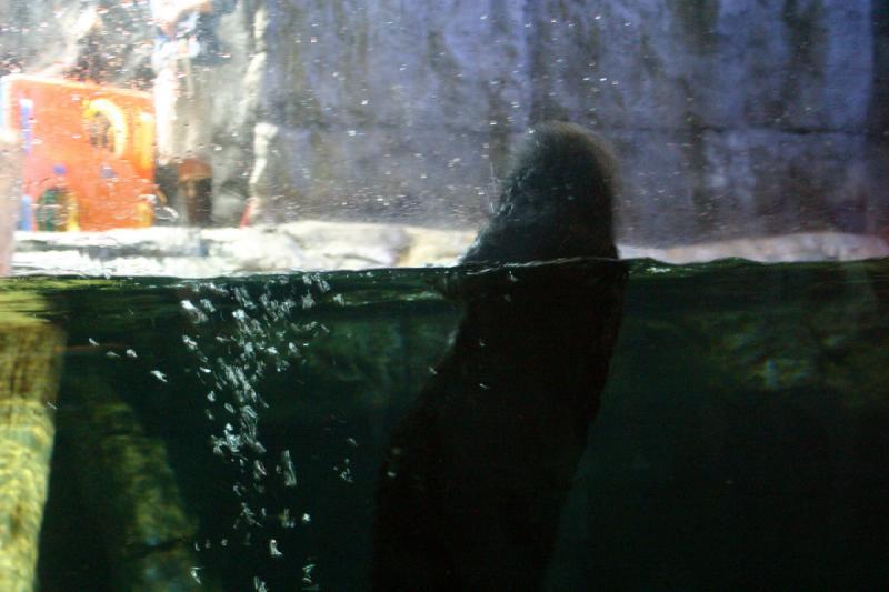 2007-10-13 10:51:26 ** Aquarium, California, Zoo ** Sea otter.