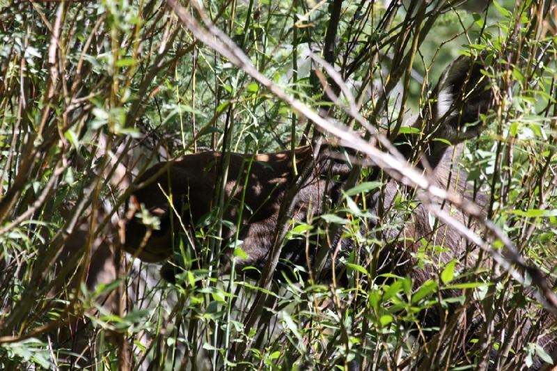 2010-08-21 11:00:01 ** Moose, Uinta Mountains ** 