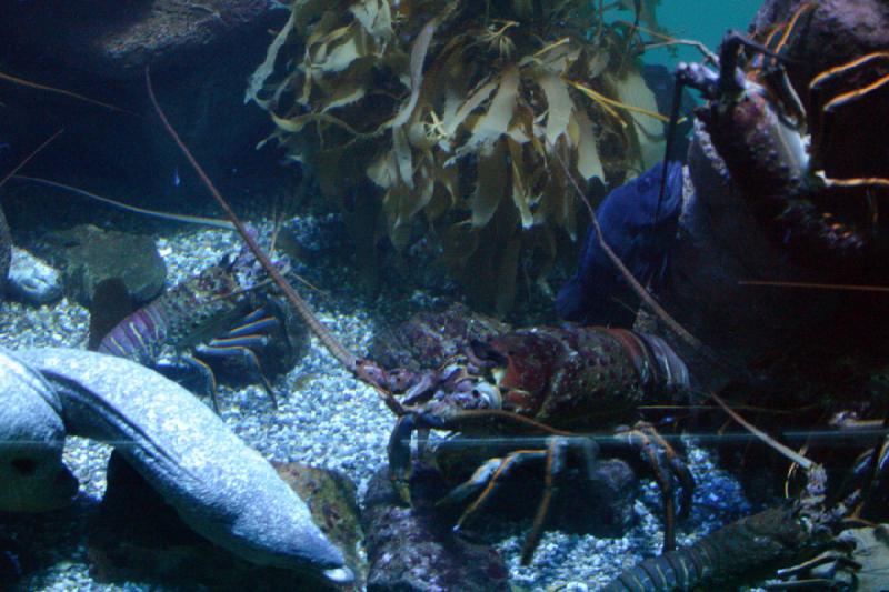 2007-10-13 11:57:10 ** Aquarium, California, Zoo ** Spiney lobsters and moray eels.