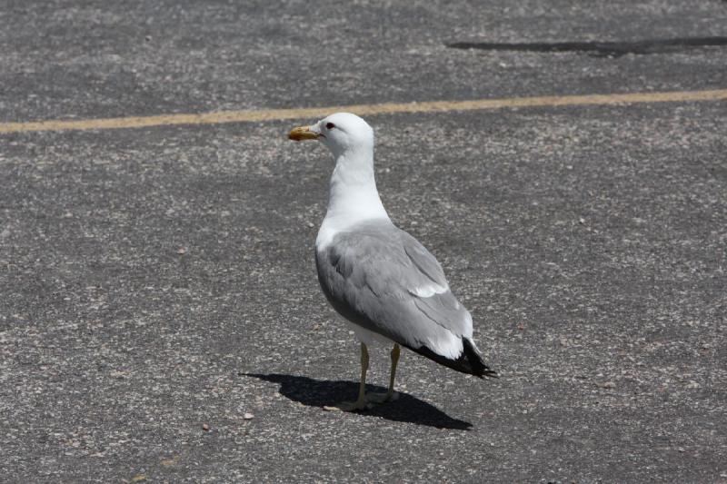 2012-06-11 12:25:24 ** Antelope Island, Utah ** 