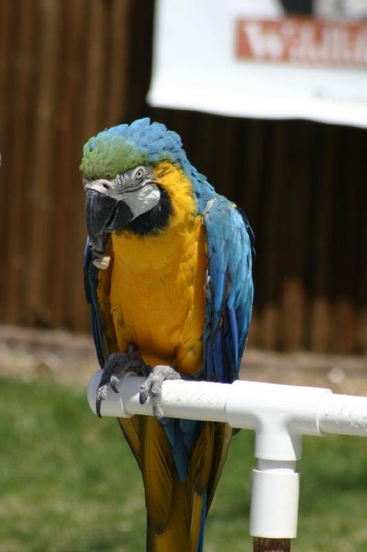 2008-05-04 13:23:12 ** Utah, Zoo ** 