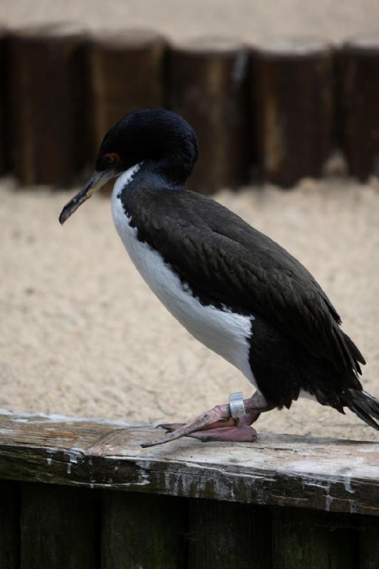 2010-04-13 15:39:23 ** Deutschland, Walsrode, Zoo ** 