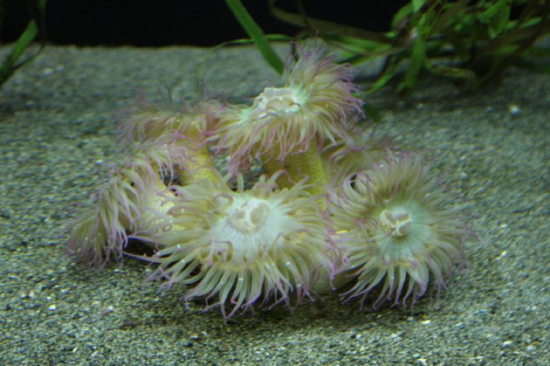 2012-06-16 12:24:25 ** Aquarium, Seattle ** 