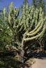 Stetsonia coryne. Im Englischen ist dies ein "Toothpick cactus" ("Zahnstocherkaktus").