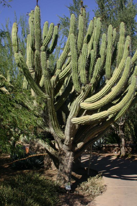 2007-10-27 14:22:34 ** Botanischer Garten, Kaktus, Phoenix ** Stetsonia coryne. Im Englischen ist dies ein 'Toothpick cactus' ('Zahnstocherkaktus').