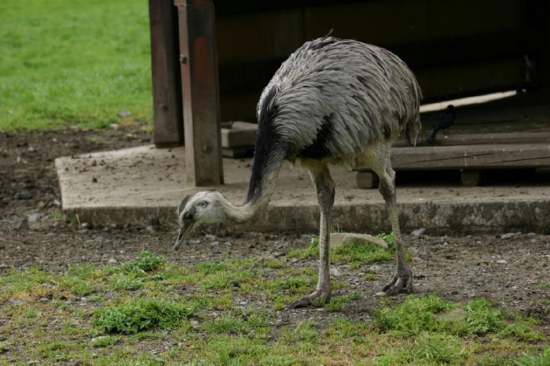 2005-05-07 15:16:29 ** Oregon, Roseburg, Zoo ** Emu.