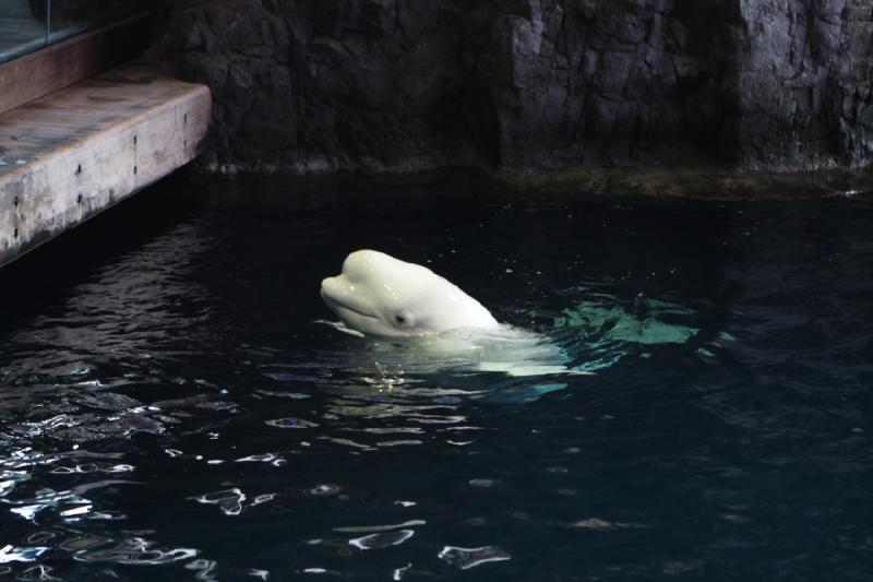 2014-03-12 14:04:39 ** Chicago, Illinois, Shedd Aquarium ** 