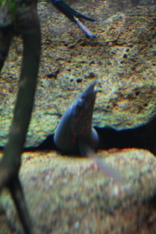 2014-03-12 15:04:01 ** Chicago, Illinois, Shedd Aquarium ** 