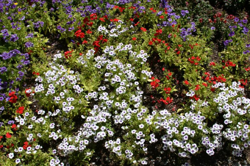 2006-07-22 13:53:40 ** Vail ** Blumen in der Nähe unseres Hotels.