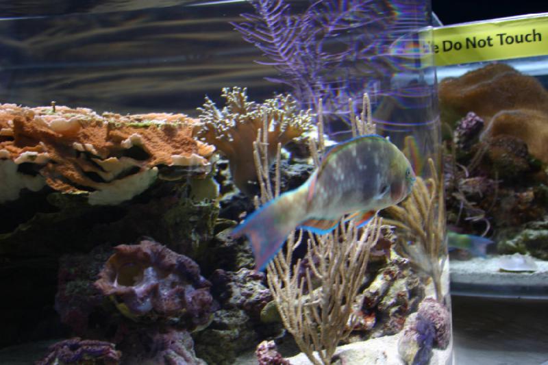 2007-10-13 12:51:20 ** Aquarium, California, Zoo ** Corals and fish. 2007-10-13 12:51:20 ** Aquarium, California, Zoo ** Corals and fish.