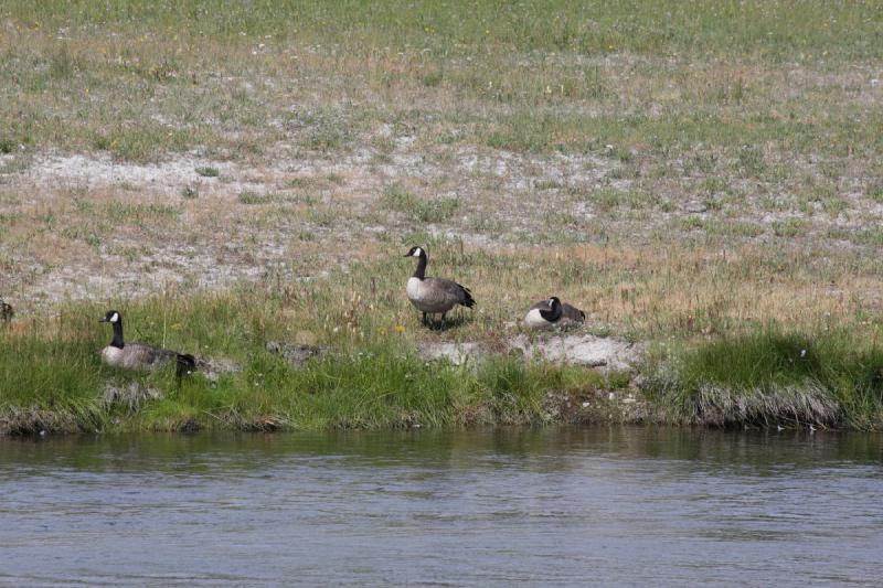 2009-08-03 10:09:12 ** Yellowstone National Park ** Canada Geese.