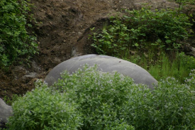 2005-05-07 14:59:35 ** Oregon, Roseburg, Zoo ** What looks like a large rock is another hippopotamus.