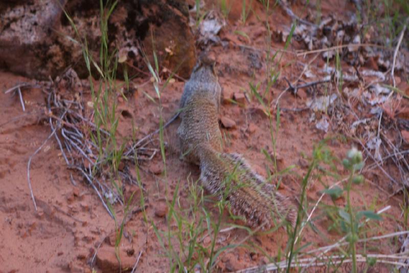 2011-05-29 09:27:31 ** Utah, Zion National Park ** 