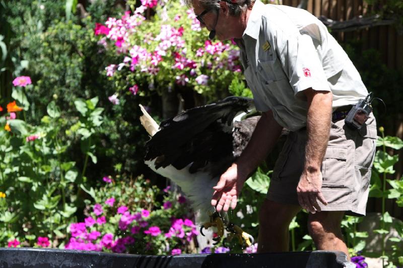 2011-07-15 13:02:56 ** Riesenseeadler, Utah, Zoo ** 